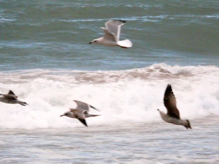 Ventajas de la levedad